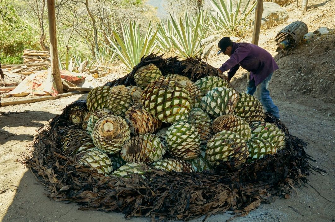 Roasting agave heads Agave plants thrown into the oven pit for roasting